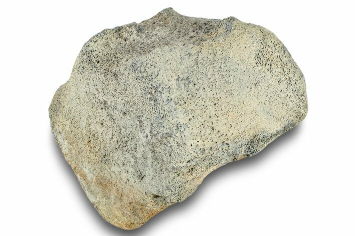 Fossil Whale Lumbar Vertebra - Yorktown Formation #250134